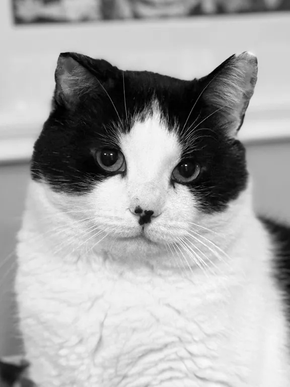 A cat that has the colorings of a cow looking directly at the camera